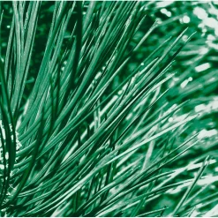 Best Kneipp Men Nature Feeling Dennen, Buffelgras & IJslands Mos 2-in-1 Douche