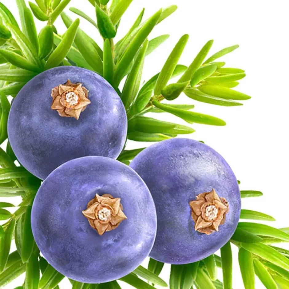 Best Kneipp Muscle Soothing Jeneverbes Badolie