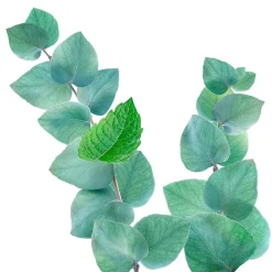 Outlet Kneipp Refreshing Mint-Eucalyptus Douchegel