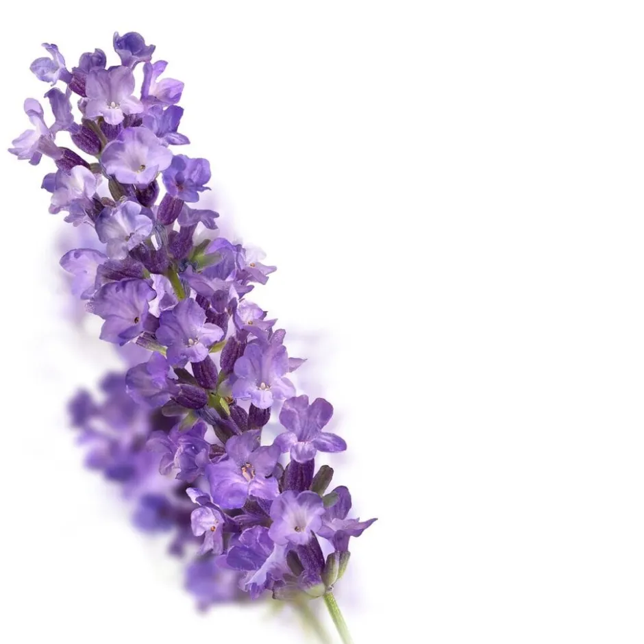 Online Kneipp Relaxing Hydrating Bodylotion