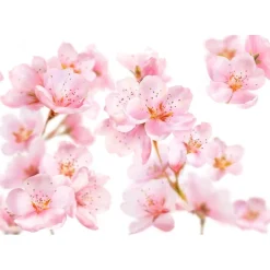 Online Kneipp Soft Skin Amandelbloesem Badschuim