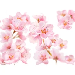 New Kneipp Soft Skin Amandelbloesem Douchefoam