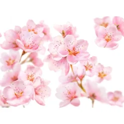 Sale Kneipp Soft Skin Softening Hand Cream