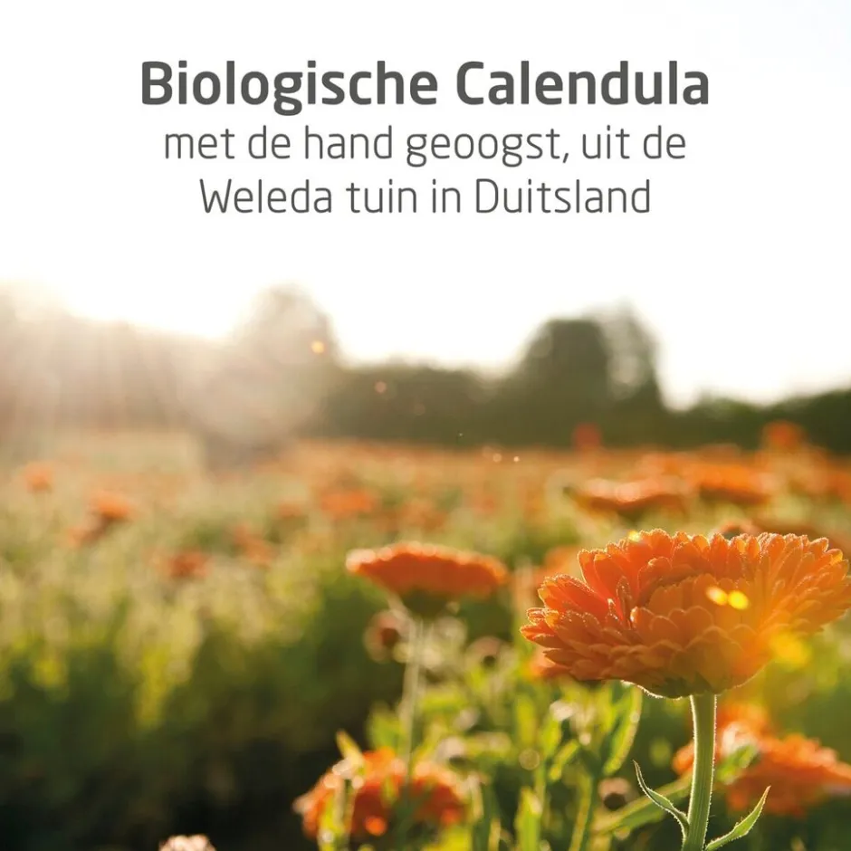 Outlet Weleda Calendula Weer en Windbalsem