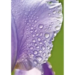 Outlet Weleda Iris Balancerende Dagcrème