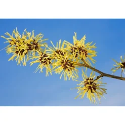 Clearance Weleda Milde Reinigingsmousse