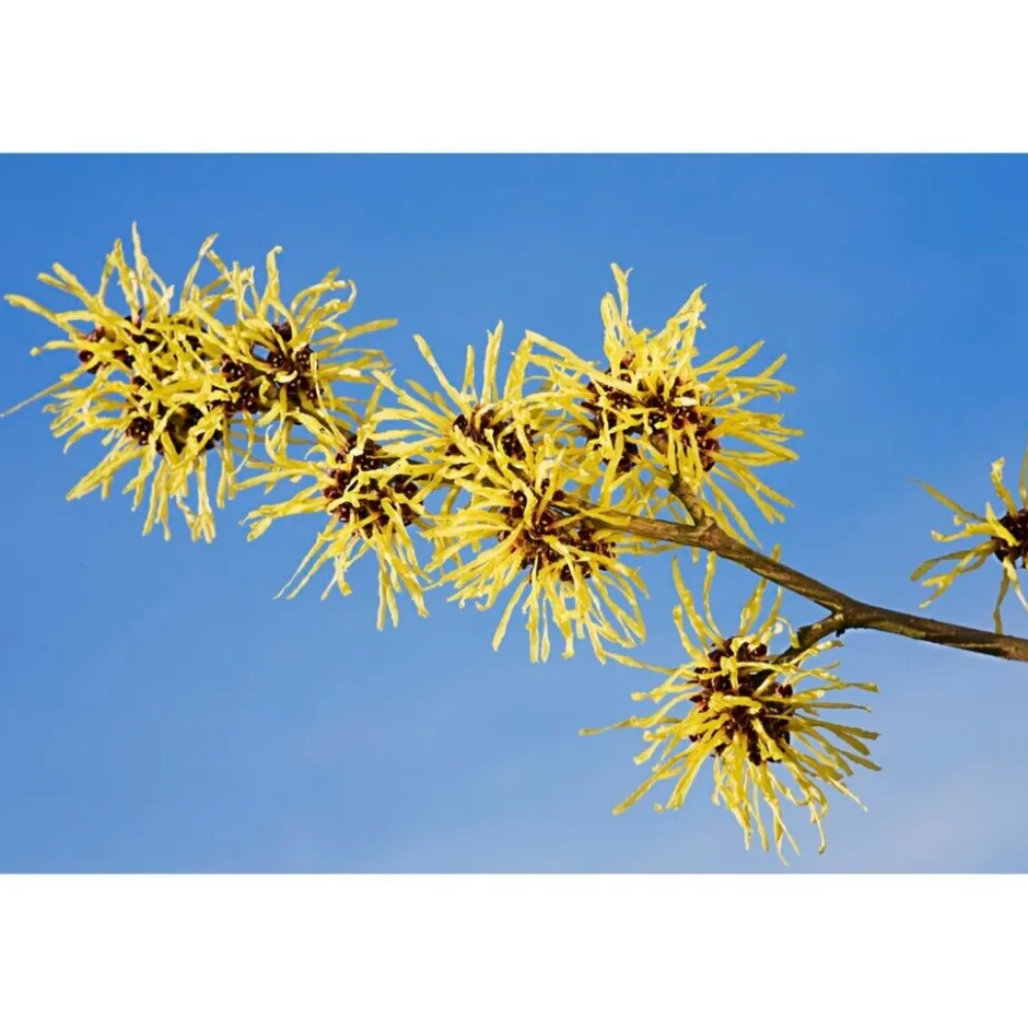 Clearance Weleda Milde Reinigingsmousse